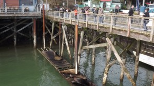 Newport Sea Lion dock  Fading fast while plans progress toward a permanent set by next year