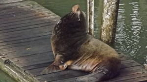 sea.lion.bull.wide
