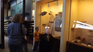 whalemuseum.displays.kids