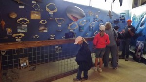whalemuseum.sharkwall.people