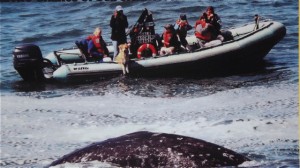 whalemuseum.whale.watching.from.boat